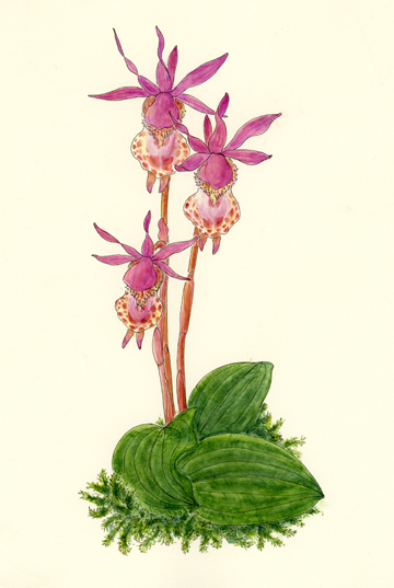 Fairy Slipper Orchid limited edition print picture