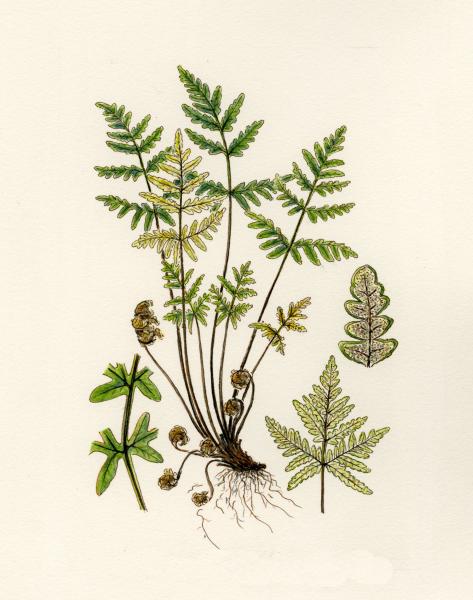 Goldback Fern limited edition print. picture