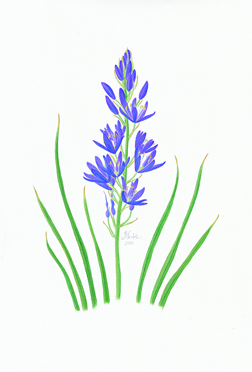 Camas limited edition print