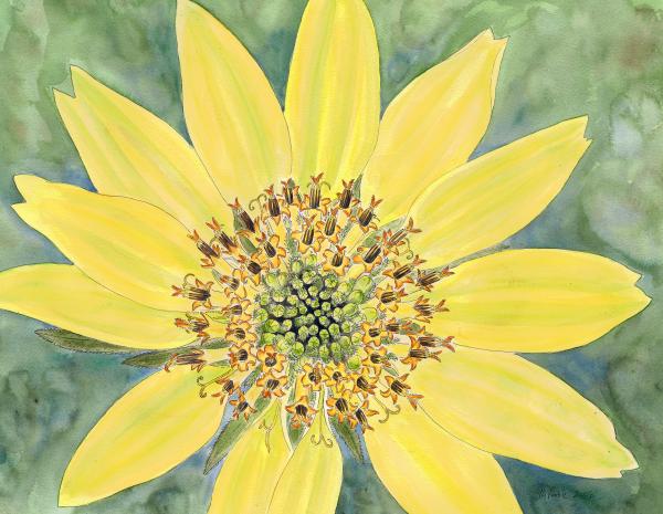 Balsamroot print picture