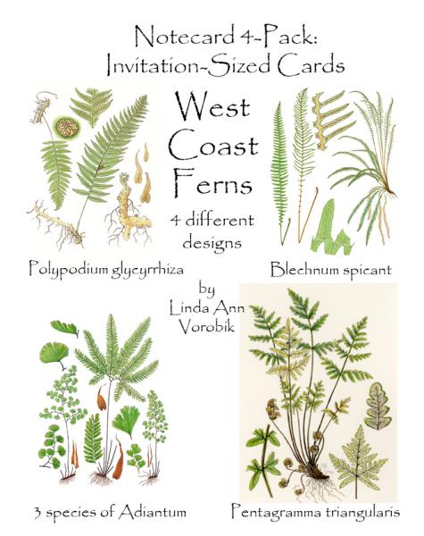 West Coast Ferns: Invitation-Sized 4 Pack Notecards