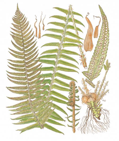 Western Sword Fern Print picture