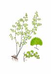 Jordan's Maidenhair limited edition print