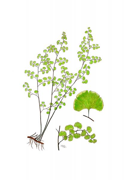 Jordan's Maidenhair limited edition print picture