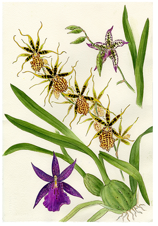 Medley Oncidiinae limited edition orchid print picture