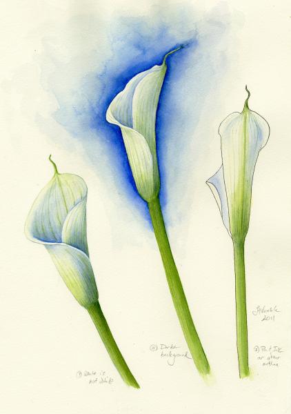 Calla Lily Print picture