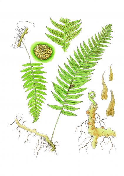Licorice Fern limited edition print picture