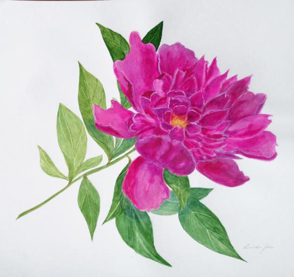 Peony picture