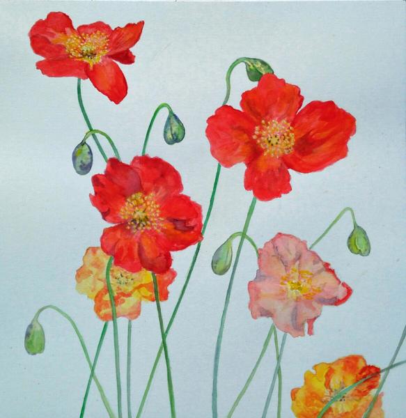 San Marino Poppies picture