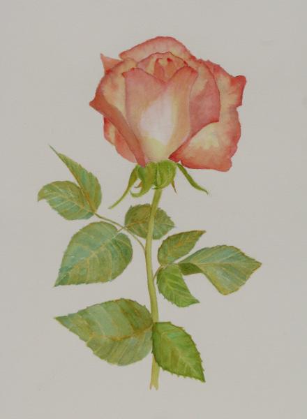 Peach Rose picture