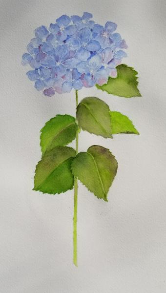 Blue Hydrangea picture