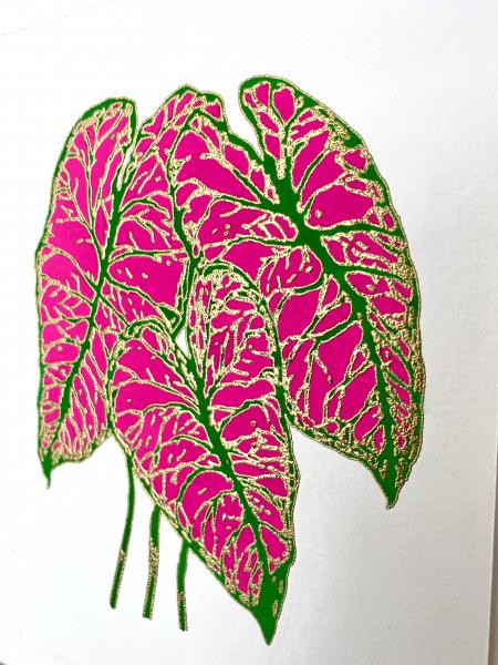 Caladium II picture