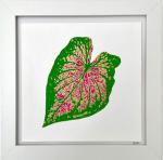 Caladium I