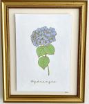 Hydrangea Blue 8x10