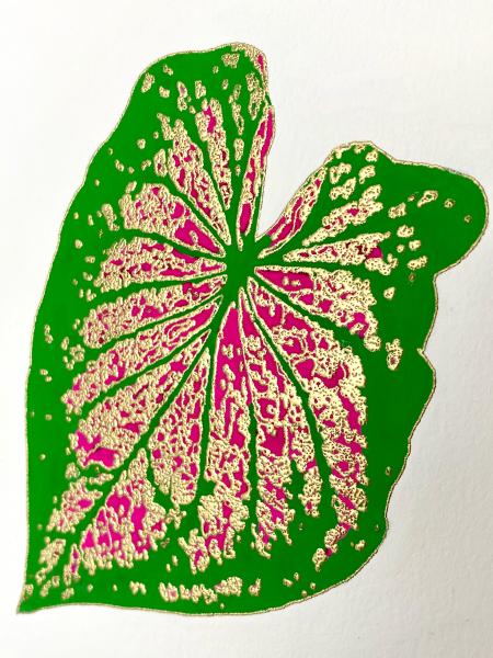 Caladium I picture