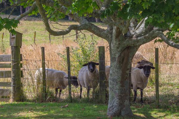 Over the Back Fence picture