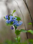 Backyard Bluebell