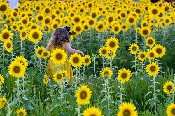 Stepping Thru the Sunflowers picture