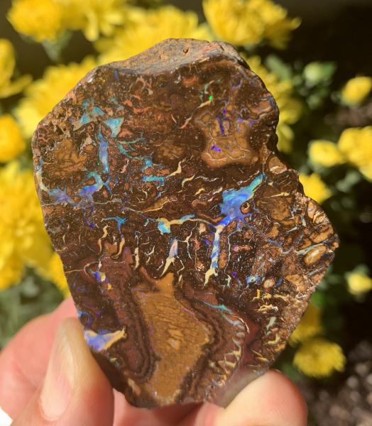 Boulder Opal Mineral Specimen