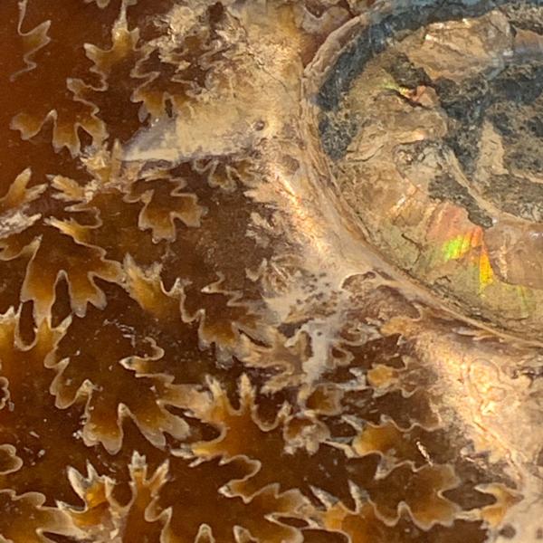 Ammonite Fossil on Stand picture