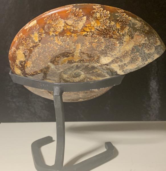 Ammonite Fossil on Stand picture