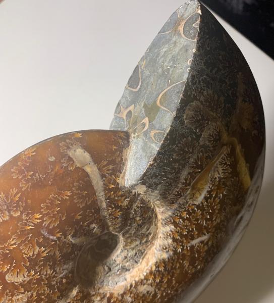 Ammonite Fossil on Stand picture