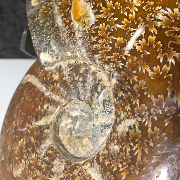 Ammonite Fossil on Stand picture