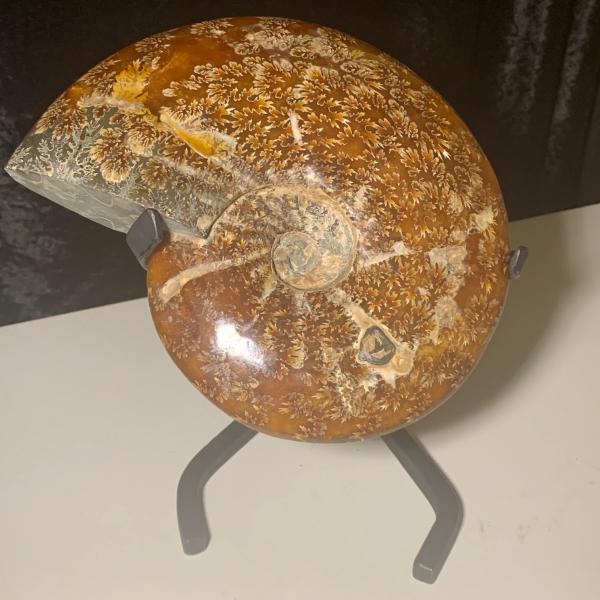 Ammonite Fossil on Stand