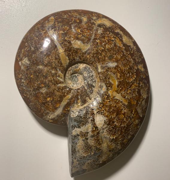 Ammonite Fossil on Stand picture