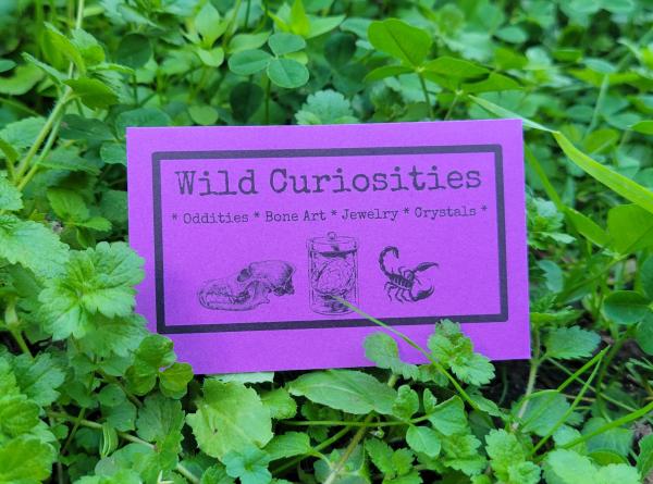 Wild Curiosities