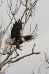 Riverbend Park - Bald Eagle Landing