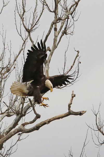 Riverbend Park - Bald Eagle Landing picture