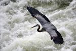Great Blue Heron - Gliding In