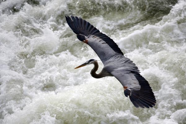 Great Blue Heron - Gliding In picture