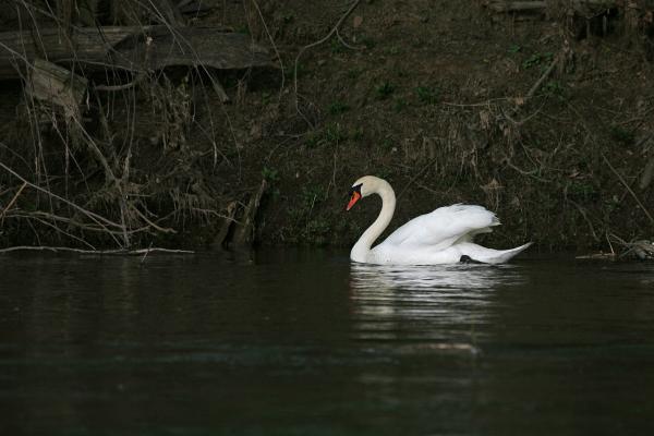 Riverbend Park - Mute Swan