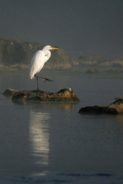 Riverbend Park - Great Egret on One Leg picture