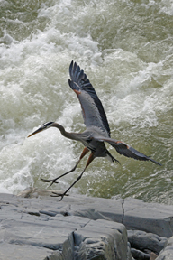 Great Blue Heron - Touching Down