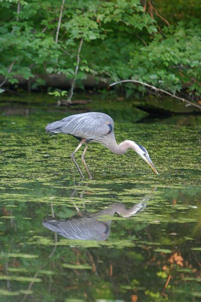 Great Blue Heron - Looking Back picture