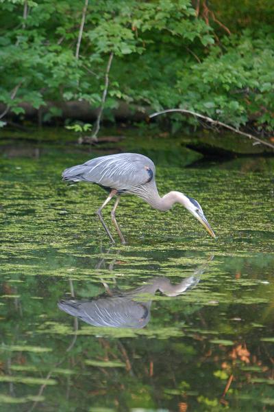 Great Blue Heron - Looking Back