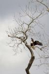 Riverbend Park - Bald Eagle in Tree