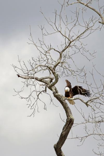 Riverbend Park - Bald Eagle in Tree picture