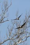 Riverbend Park - Bald Eagle Pair in Formation