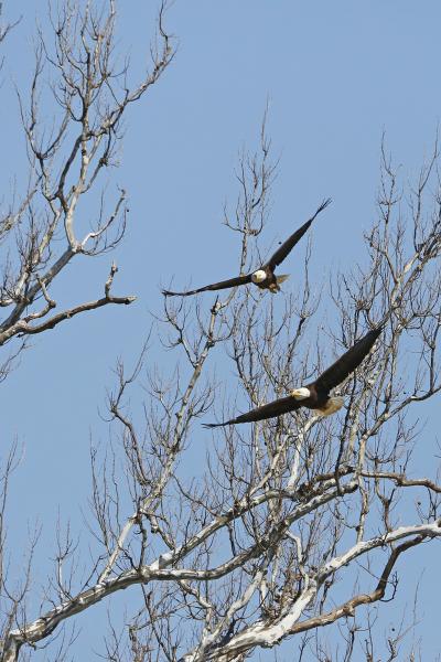 Riverbend Park - Bald Eagle Pair in Formation