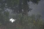 Riverbend Park - Great Egret in Flight