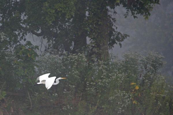 Riverbend Park - Great Egret in Flight picture