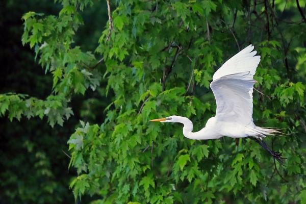 Riverbend Park - Great Egret picture