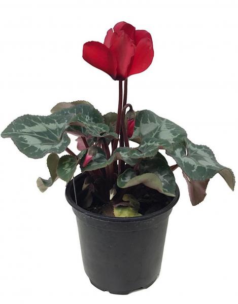 Cyclamen 'Laser Synchro Scarlet' picture