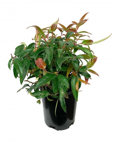 Leucothoe f. 'Scarletta' picture