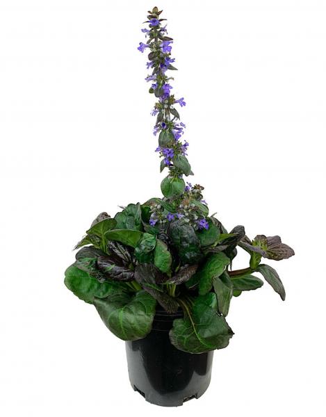 Ajuga 'Catlin's Giant' 1 Gallon