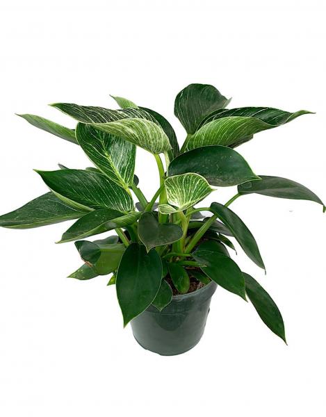 Philodendron 'Birkin' 6 Inch picture